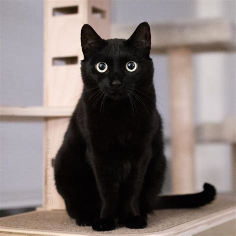 養黑貓的人 人類圖查詢系統